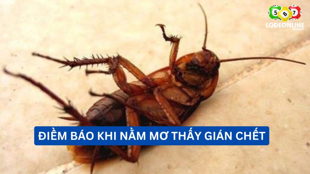 Nằm mơ thấy gián chết là điềm báo tốt hay xấu?